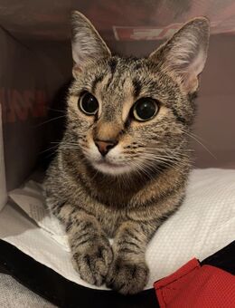 Weibliche Tiger Katze - Mülheim (Ruhr)