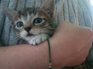 Kitten Katzenbabys Hauskatze - Mönchengladbach