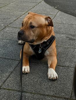 American Bully mix - Siegen (Universitätsstadt)
