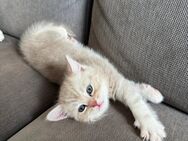 BKH Kitten - Berlin