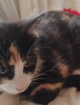 Sehr süßes kleines Glückskatzenbaby - Berlin