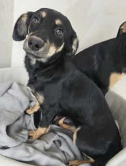 Kleine Tulipa - Eichenzell