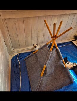 Siam Mix BKH Kitten - Quedlinburg