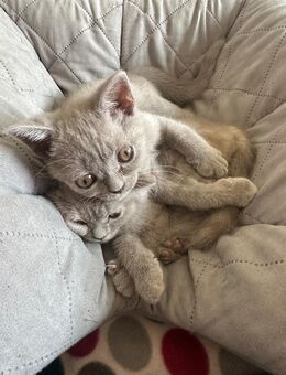 Bkh kitten hell grau - Hameln