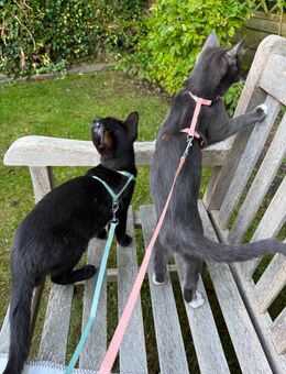 Kater und katze 6 monate - Flensburg