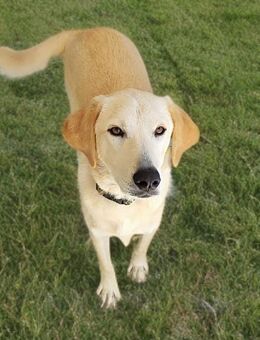 Max sucht sein zuhause - Niederkrüchten
