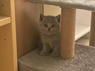 BKH Kitten 2 Kater - Ingolstadt