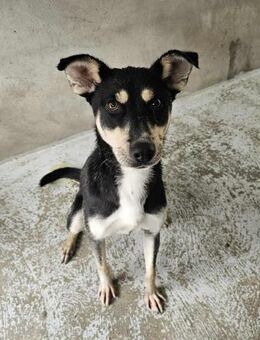 Sonnenschein Lua - Eichenzell