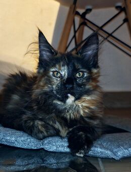 Maine Coon Kitten - Crimmitschau