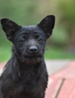 Mini - Schnauzer Mischling - Grainau