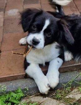 Zauberhafter MONTY sucht seine Familie - Neuberg