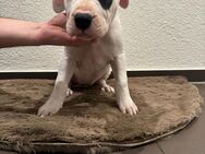 Dogo Argentino Welpen ab sofort - Hausen AG