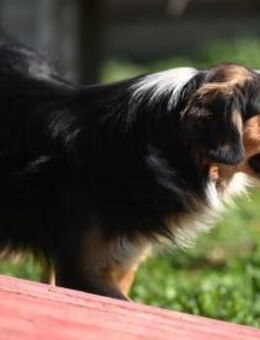 STELLA - freundlich, leinenführig, treu - Linden (Hessen)