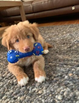 Bildhübsche Nova Scotia Duck Tolling Restriever - Neuhaus (Inn)