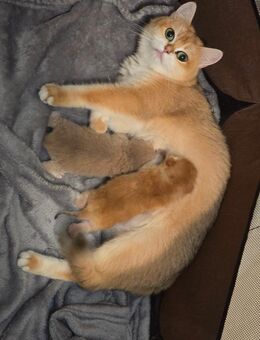 Bkh kitten - Oberhausen