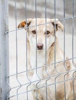 Taya wartet bereits 7 Jahre 🙏🏼 - Mannheim