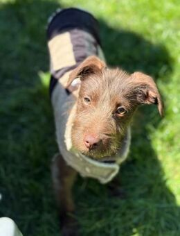 Leyla von kettenlos - Bollingstedt