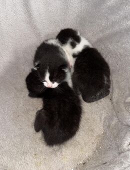 Kitten zu vermitteln - Merzig Zentrum
