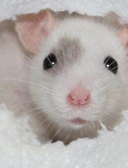 Zahme Rattenbabys aus liebevoller Zucht - Frankfurt (Main)