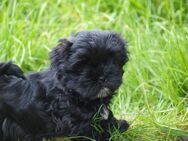 Shih Tzu x Bolonka - Aerzen