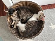 3 Katzen zu vermitteln: 2 Kitten und Mutter - Leipzig Südost