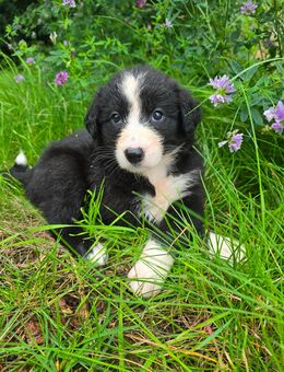 Border Collie Welpen - Fraureuth