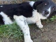 🐾Junges Hundemädchen Baby🐾 - Eislingen (Fils)