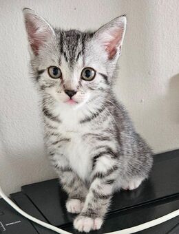 Kitten - Mettingen