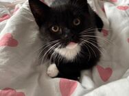 Europäische Kurzhaar Kitten - Bad Salzdetfurth