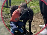 ♥️LIMBO ist ein großartiger Hund♥️ - München