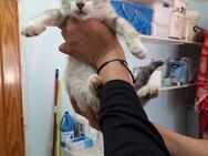 Zutraulicher, junger Kater Mc Eyes - Karlsruhe