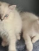 Perser Katzenkinder bald abzugeben in 12247