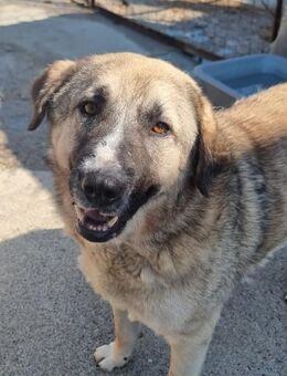 Jonny Der sanfte Riese auf der Suche - Eixen