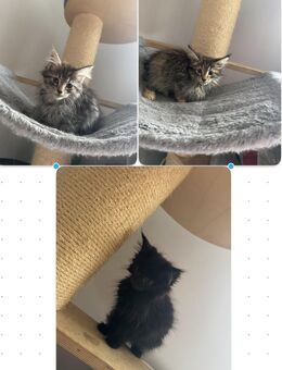 Maine Coon XXL Kitten - Essen
