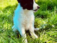 Reinrassiger Border Collie Welpe - Dermbach