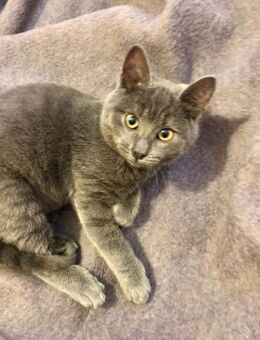 Jungkater Saphir aus Bulgarien - Augsburg