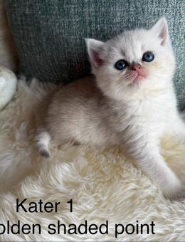 BKH Kitten 2 Kater nur noch frei „point“ - Stahlhofen (Wiesensee)