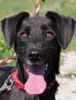 Hablaty, eine schwarze Schönheit ! - Dorsten