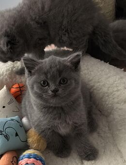 Bkh Kitten grau, 12 Wochen alt,entwurmt! - Weilburg