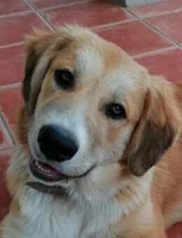 Idis, geb. ca. 12/2023, GRIECHENLAND - Markdorf