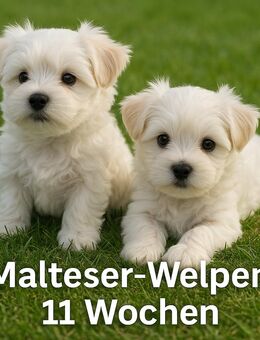 2 Malteser Welpen männlich - Bad Rothenfelde