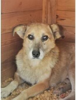 Akim - Pflegestelle oder Zuhause gesucht - Oberwies