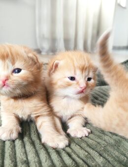 Selkirk Rex/ Sibirische Edelmixkätzchen! Hypollergen - Dürnau (Regierungsbezirk Stuttgart)
