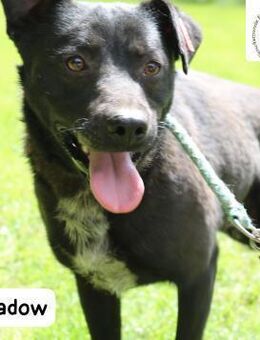 Shadow drei Beine, null Ausreden! - Kissing