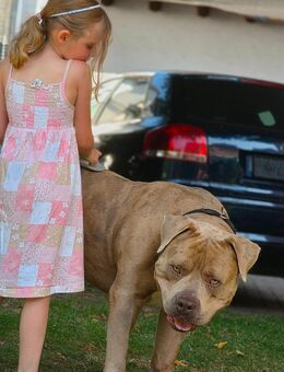 American bully xl Sucht ENDPLATZ - Staufenberg (Hessen)