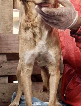 Tosca hat im Shelter Angst - Koblenz