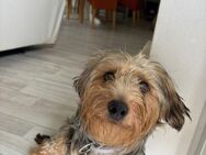 💞Meril 💞1,5 Jahre Yorkshire Terrier mi - Kassel