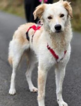 Wer gibt Serena eine Chance? - Neuss