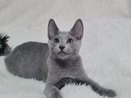 Russisch Blau Kitten - Reichartshausen