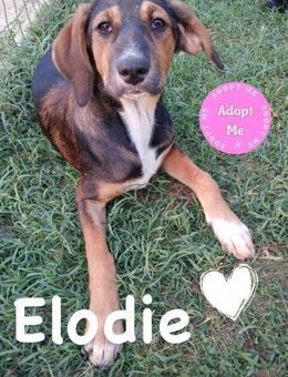 💕Elodie💕 sucht ihr großes Glück - Freilassing